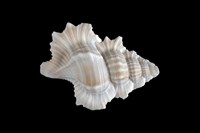 藏品(大翼法螺)的圖片